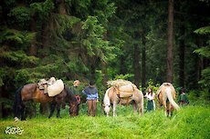 Bayerischer Wald